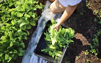 The farm to table idea puts the harvested crops directly onto the plate: lettuce tastes best when it’s this fresh! © Avling Harvesting lettuce